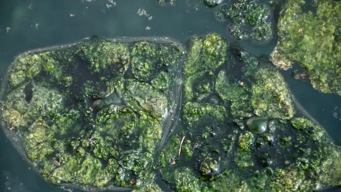 Dünyada Sadece Japonya ve Emet’te: Yosunlu Şifa Havuzu Yeniden Hizmette