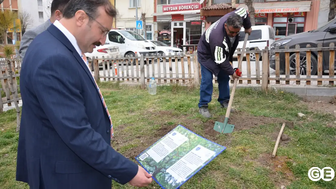 Asırlık İnkaya Çınarı Fidan ve Tohumları Emet'te