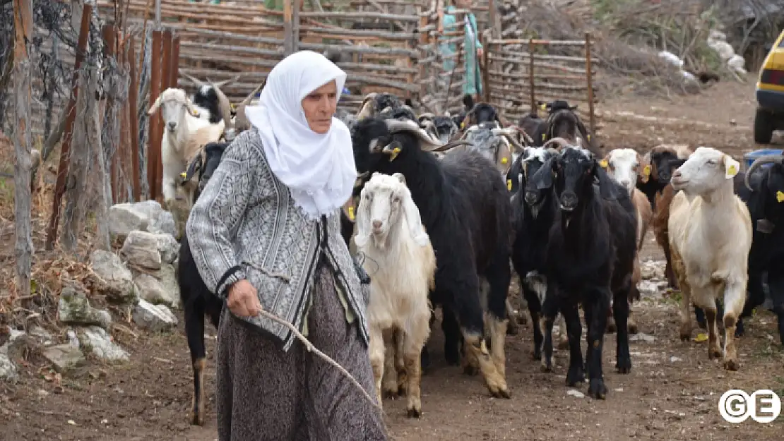 Belediye Projesinde İlk Geri Dönüşüm Oğlaklar Yeni Sahiplerine Teslim Edildi