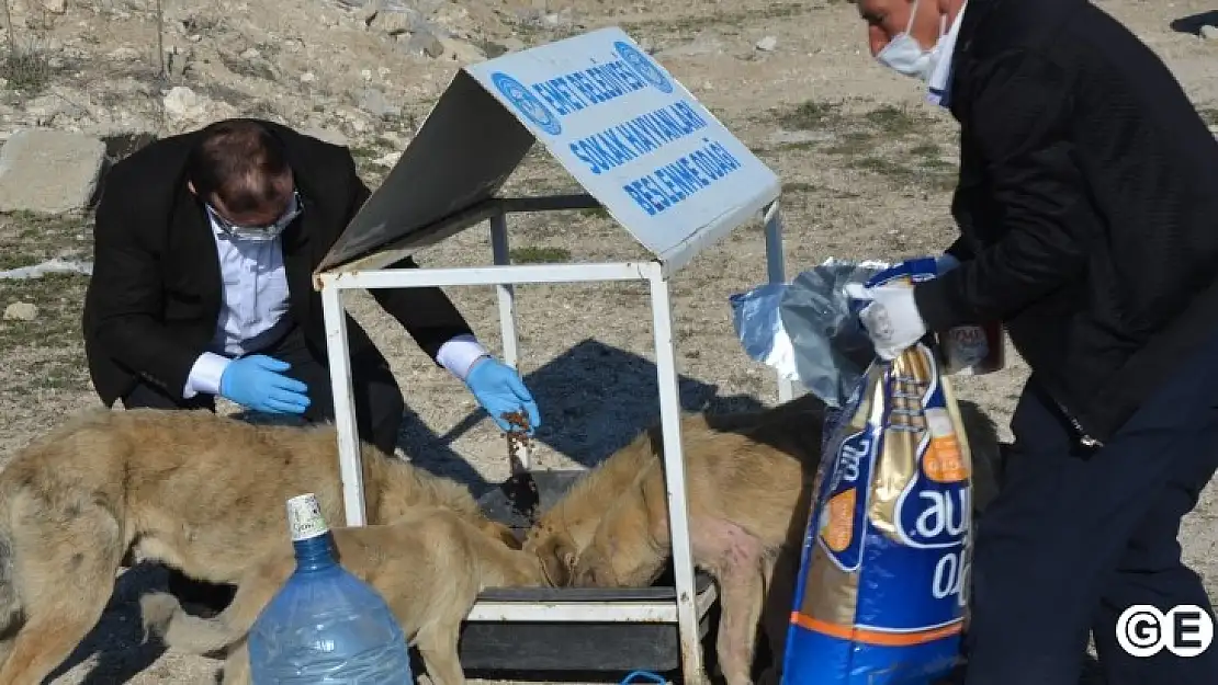 Emet Belediyesi Sokak Hayvanları İçin Besi Odaklarını Artırıyor