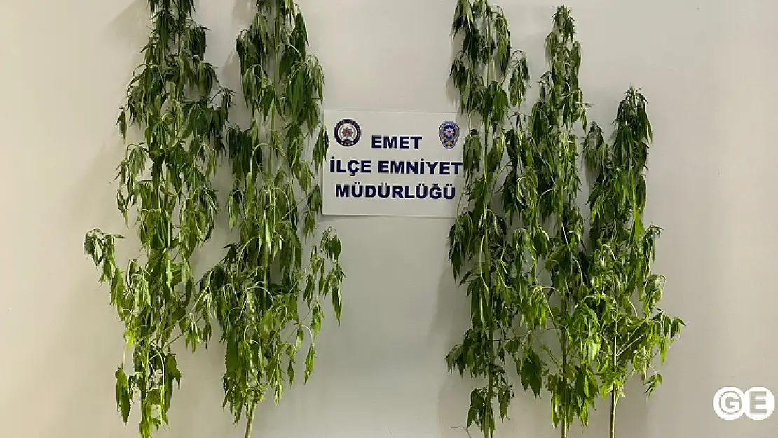 Emet'te 22 Kök Hint Keneviri Ele Geçirildi