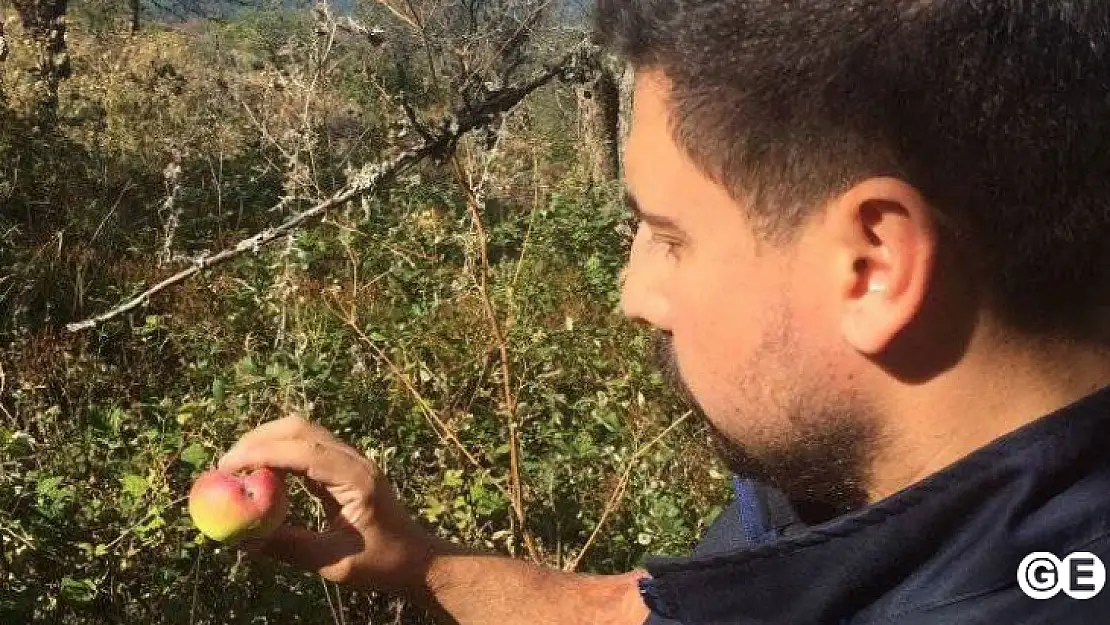 Emet'te Kara Leke hastalığı verimi düşürdü