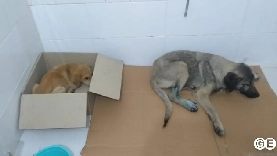 Emet'te Kazada Yaralan 2 Köpek İstanbula Götürüldü