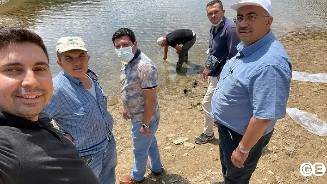 Emet'teki Göletlere 30700 Yavru  Sazan Balığı Bırakıldı