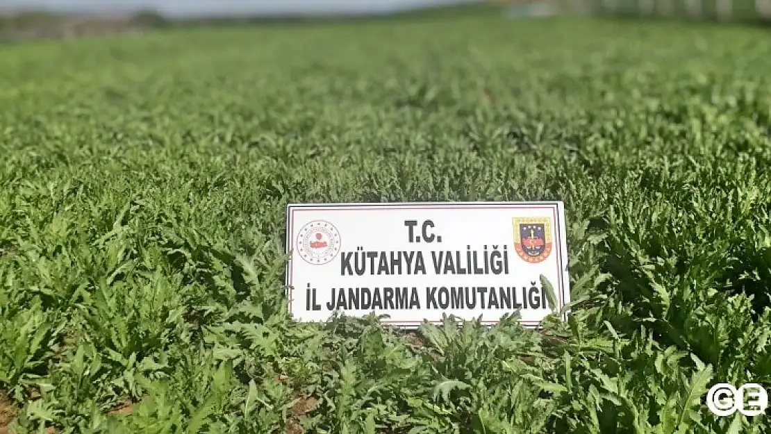Emet ve Altıntaş'ta 69 Bin Kök Haşhaş