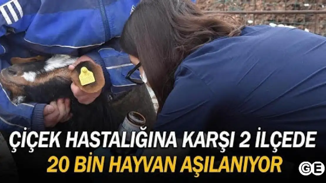 Emet ve Hisarcıkta 20 Bin Küçükbaş Hayvan Aşılanıyor