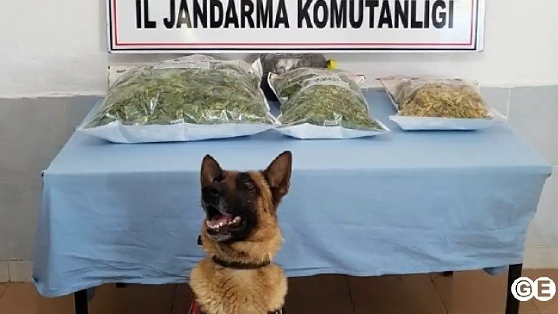 Evin Çatısında Esrar Ele Geçirildi