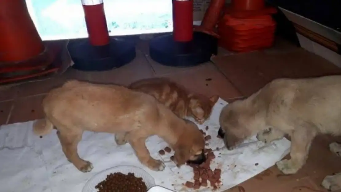 YARALI BİR KEDİ VE İKİ KÖPEK YAVRUSU İSTANBULA GÖNDERİLDİ