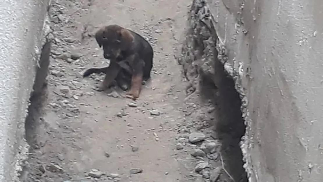 ŞEREFSİZLER HAVLIYOR DİYE YAVRU KÖPEĞİN ÇENESİNİ KIRDILAR