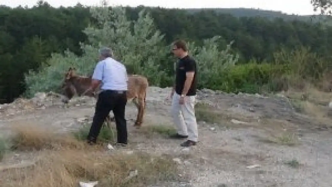 EŞEK İNADI,ZABITAYI BUNALTTI