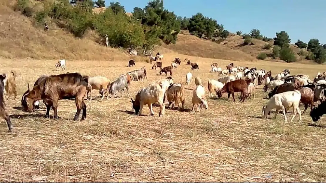 KÜTAHYADA EN ÇOK KEÇİ EMET İLÇESİNDE