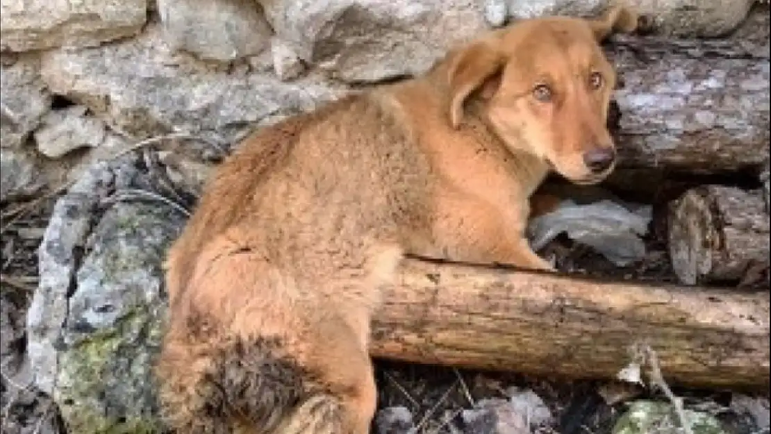 KÖYDEKİ YARALI KÖPEK İSTANBUL'A GÖTÜRÜLDÜ