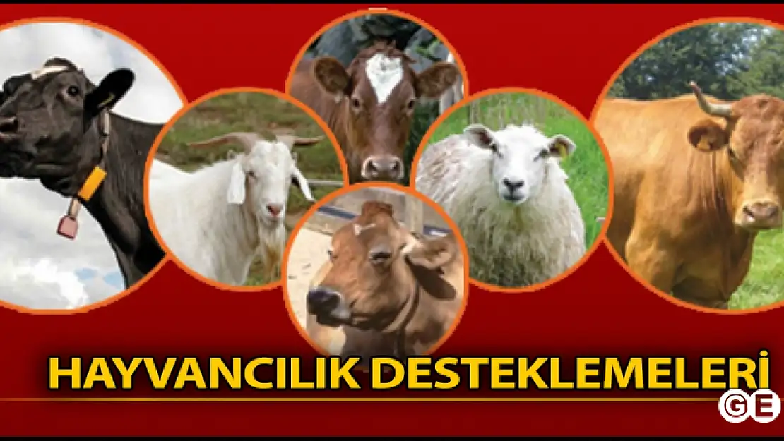 Hayvancılık Destekleri İçin  Son Müracat 2 Aralık