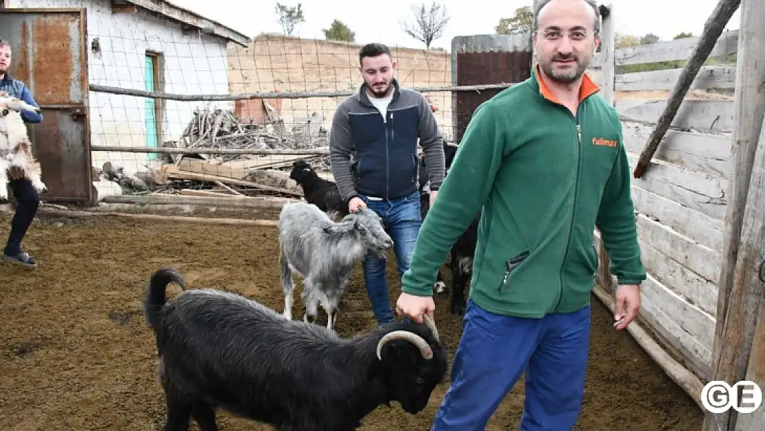 Keçi Peyniri Projesi ile Üretici Sayısını Artırıyor