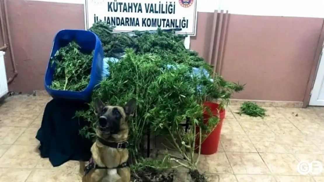 Kütahyada Uyuşturucuya Geçit Yok