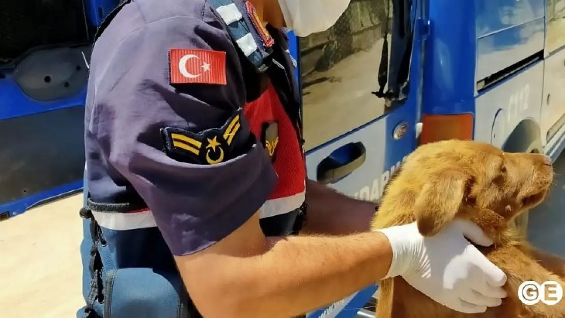 Ölmek Üzere Olan Köpeği Jandarma Kurtardı
