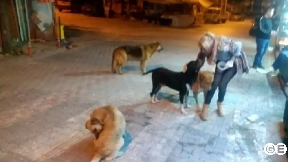 Sokak Hayvanlarımız Asla Yalnız Değil