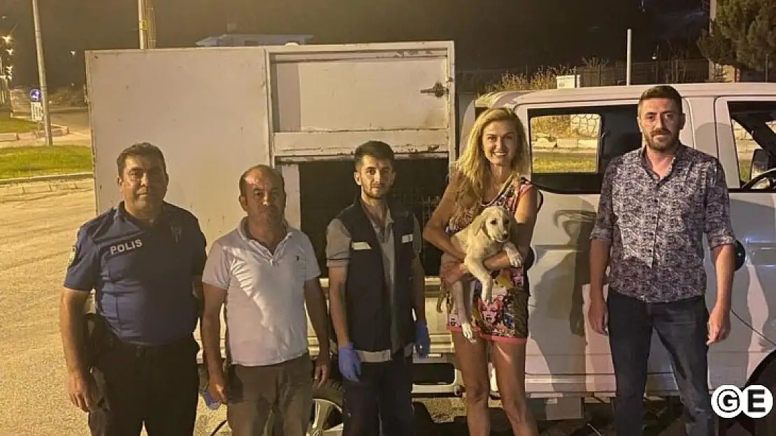 Ünlü Manken Sahipsiz Köpekler İçin Kütahya Belediyesiyle İrtibata Geçti