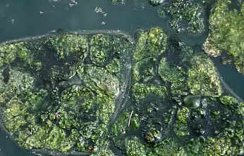 Dünyada Sadece Japonya ve Emet'te: Yosunlu Şifa Havuzu Yeniden Hizmette