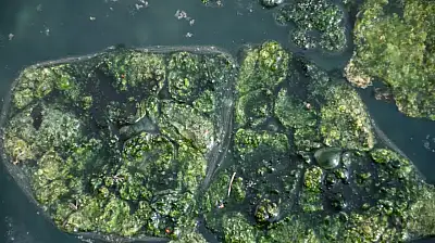 Dünyada Sadece Japonya ve Emet'te: Yosunlu Şifa Havuzu Yeniden Hizmette