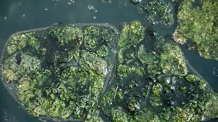 Dünyada Sadece Japonya ve Emet'te: Yosunlu Şifa Havuzu Yeniden Hizmette