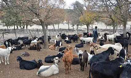 Sütün Zaferinde Mandıra İhaleye Çıkıyor