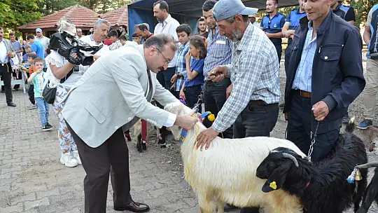 Emet'te oğlaklar podyuma çıktı