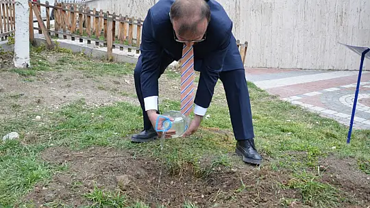 Asırlık İnkaya Çınarı Fidan ve Tohumları Emet'te