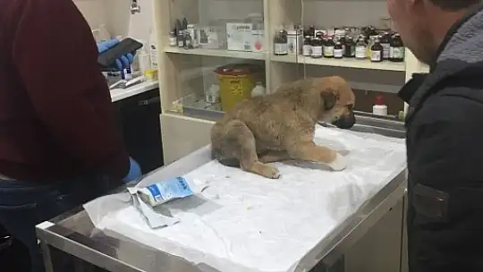 Zabıtadan 4 Sokak Hayvanı Dostumuza Tavşanlıda Özel Bakım