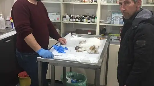 Zabıtadan 4 Sokak Hayvanı Dostumuza Tavşanlıda Özel Bakım