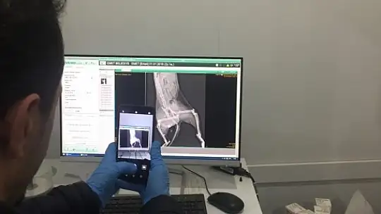 Zabıtadan 4 Sokak Hayvanı Dostumuza Tavşanlıda Özel Bakım