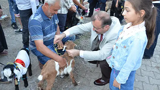Emet'te oğlaklar podyuma çıktı
