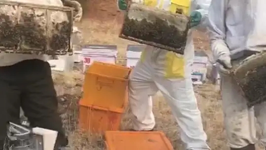 Mayısta Dağıtılan 360 Kovandan 4 Ayda 7 Ton Bal Elde Edildi