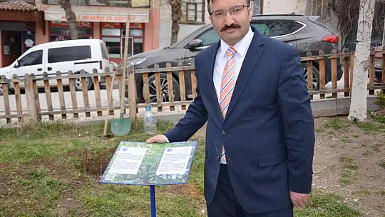 Asırlık İnkaya Çınarı Fidan ve Tohumları Emet'te