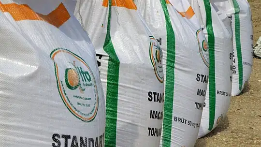16 Üreticiye 1600 Kg Macar Fiği Dağıtıldı