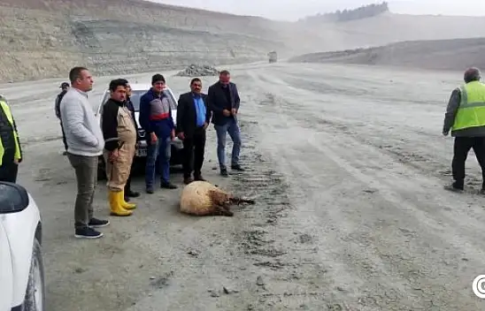 Ölümlü kazanın yaşandığı iş yerinde kurban kesildi