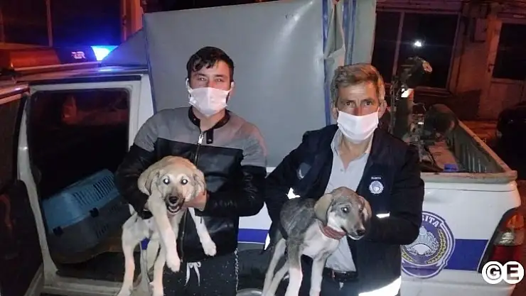 Çatıdan Kömürlüğe Düşen Yavru Köpekleri Ekipler Kurtardı