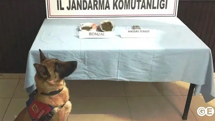 Domaniçte 240 Gram Bonzai Ele Geçirildi