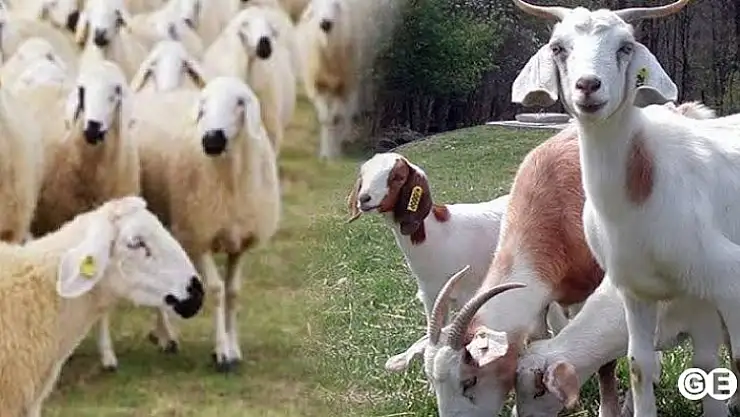 Emet 9 Köy 8 Mahalleye Küçük Baş Hayvan Girişi Yasaklandı