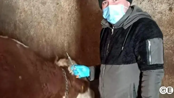 Emet'te Büyük Baş Hayvanlara Şap ve Brucella Aşılaması