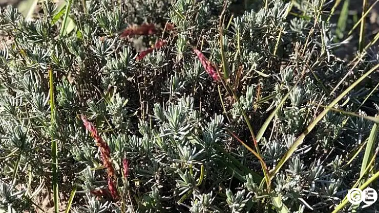 Emet'te çiftçilerle toplantı yapılıp bilgiler sunuldu