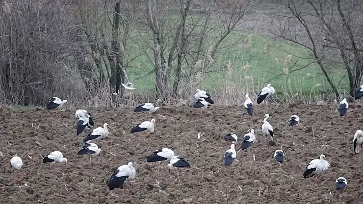 Emet'te Yorulan Leylekler Elektrik Tellerine Konunca Telef Oldular