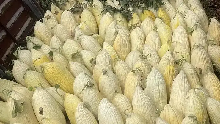 Emet'tin Göncek Kavunu Organik Tarım Bünyesine Kazandırılacak