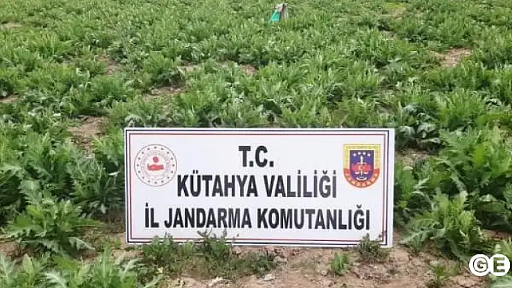 Emette 5 Bin Kök Kaçak Haşhaş