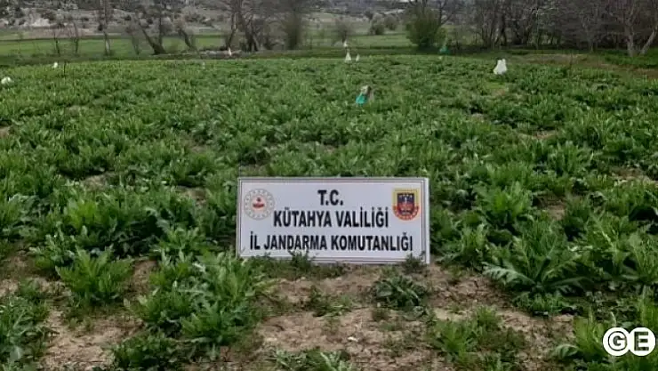 Emet'te 55 bin 500 Kök Kaçak Haşhaş Ele Geçirildi