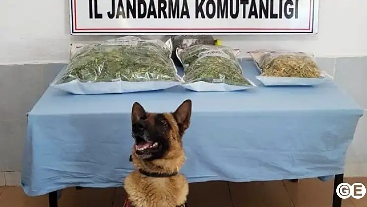 Evin Çatısında Esrar Ele Geçirildi
