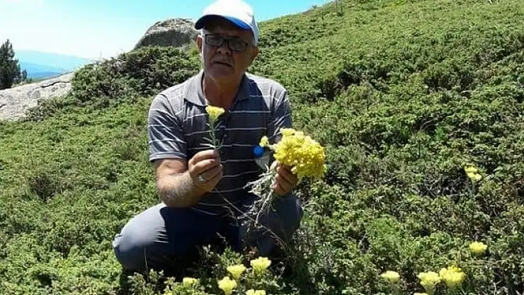 ŞİMDİ SARI OT TOPLAMA ZAMANI