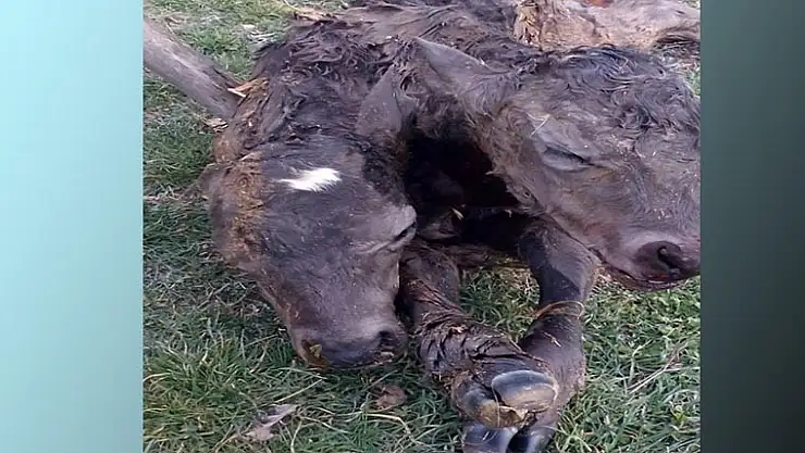 GÜNLÜCEDE ÇİFT BAŞLI BUZAĞI ÖLÜ DOĞDU