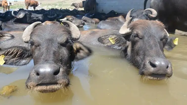 MANDA SAYISI EN AZ İLÇE EMET