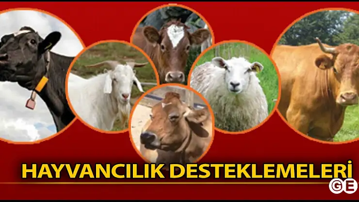 Hayvancılık Destekleri İçin  Son Müracat 2 Aralık